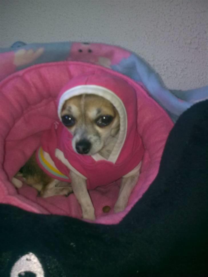 Chihuahua ginger pie aka-mikro prinsessen - kan altså ikke li at have hue på billede 6