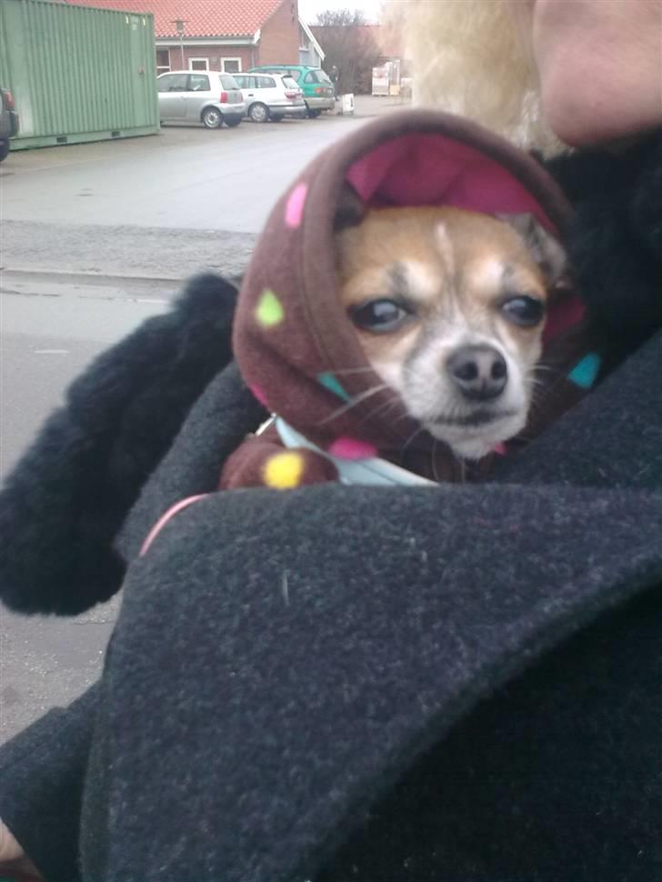 Chihuahua ginger pie aka-mikro prinsessen - det så koldt godt mor har mig under sin jakke brrrrrr billede 7