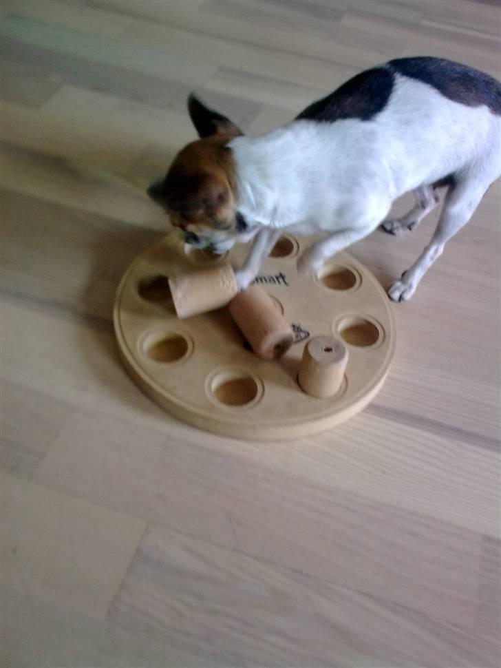 Chihuahua ginger pie aka-mikro prinsessen - elsker det spil her det såå nemt billede 8