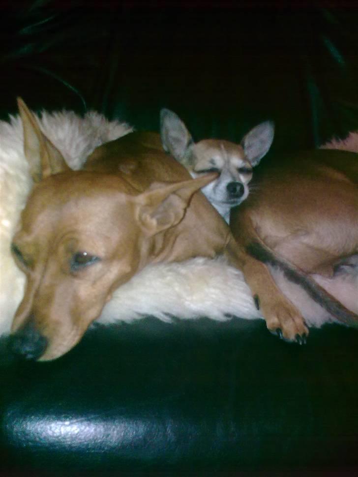 Chihuahua ginger pie aka-mikro prinsessen - kan i se mig billede 10