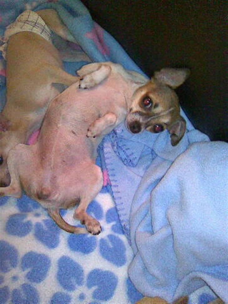 Chihuahua ginger pie aka-mikro prinsessen - kom nu mor og klø mig på maven, jeg er klar billede 11