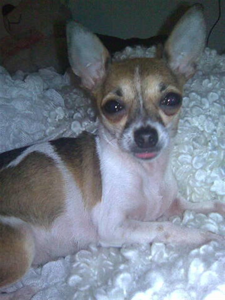 Chihuahua ginger pie aka-mikro prinsessen - kigger i på mig ??? billede 12
