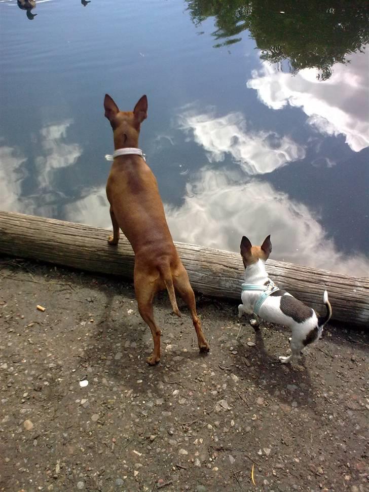 Chihuahua ginger pie aka-mikro prinsessen - mig og maya nede ved vores ynglings ænder billede 13