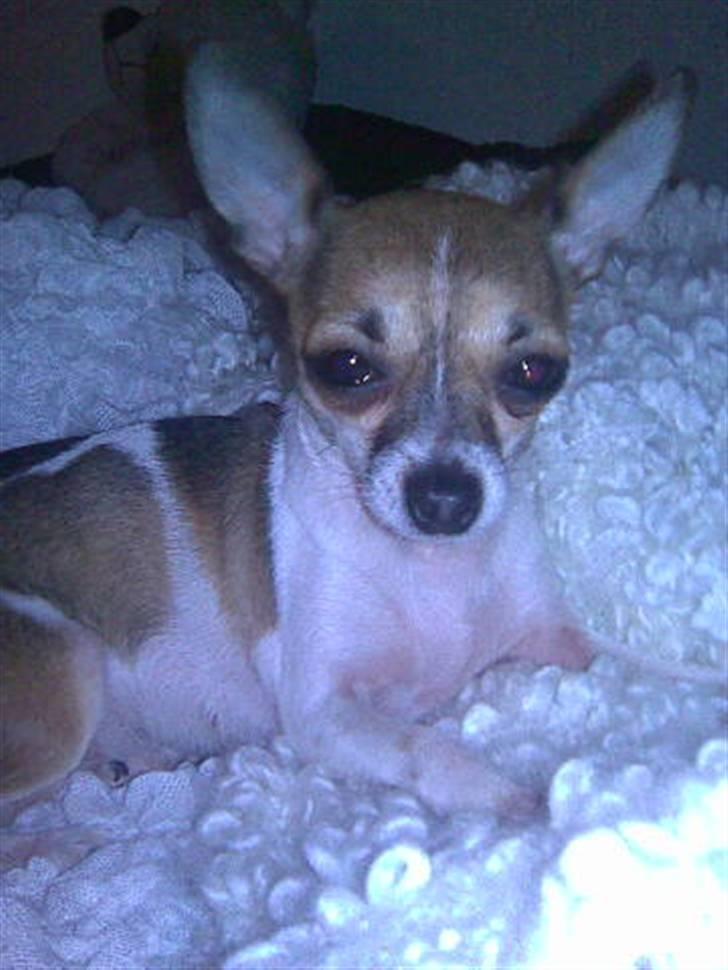 Chihuahua ginger pie aka-mikro prinsessen - hmm mor ikke flere billeder nu vel billede 14