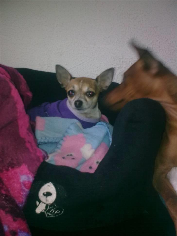 Chihuahua ginger pie aka-mikro prinsessen - rumle er så forelsket i mig billede 15
