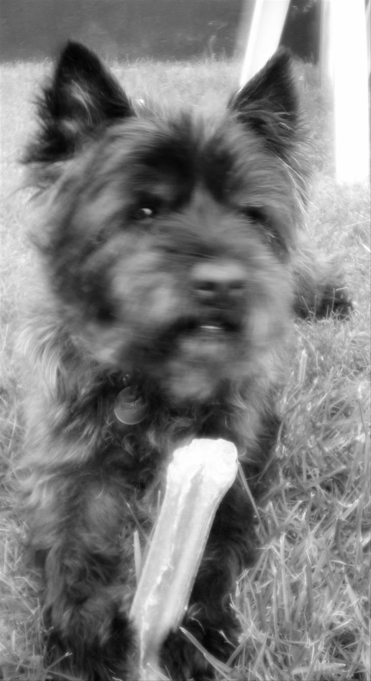 Cairn terrier Buster RIP <3 13.04.10 -  - RIP dejlige Buster.... 05.05.96 - 13.04.10 Du er savnet og elsket <3 For altid! billede 1