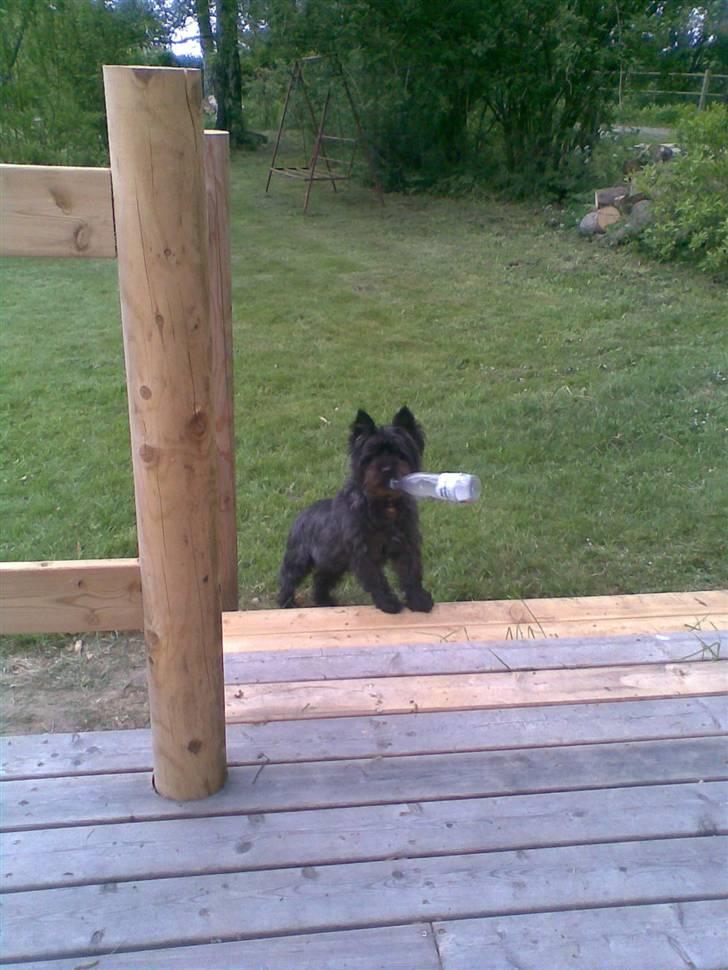 Cairn terrier Buster RIP <3 13.04.10 -  - Skål... Der er godbidder i flasken, mmm billede 2