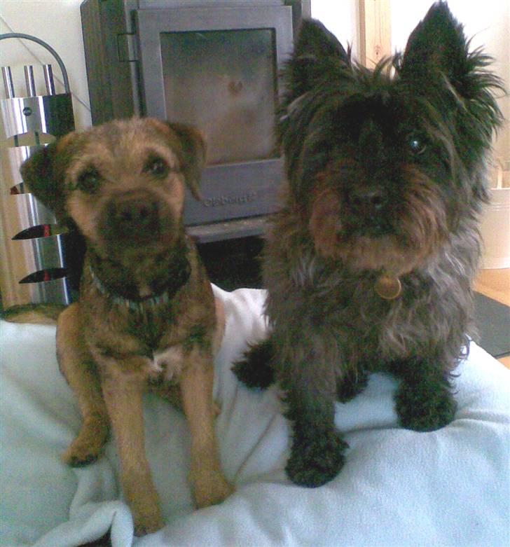 Cairn terrier Buster RIP <3 13.04.10 -  - Min "nevø" Morris og jeg  billede 3