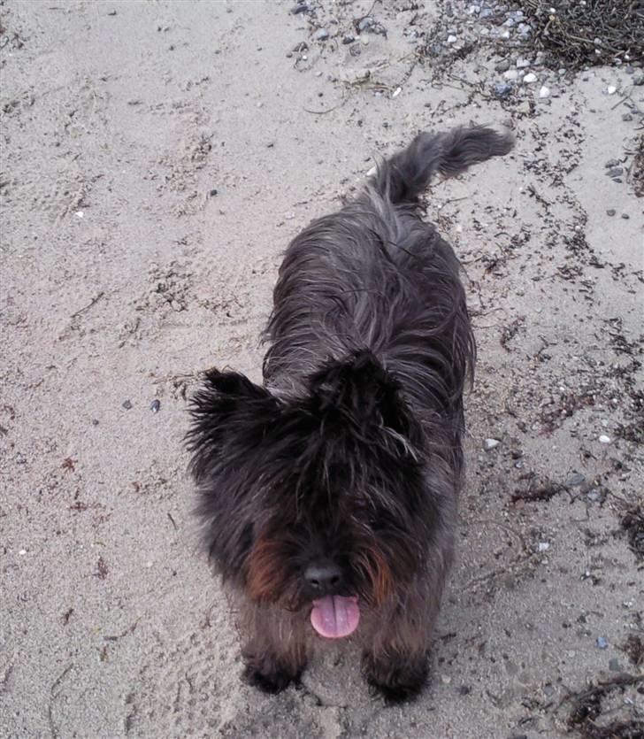 Cairn terrier Buster RIP <3 13.04.10 -  - På stranden med dem alle sammen... Det elsker jeg ! billede 4