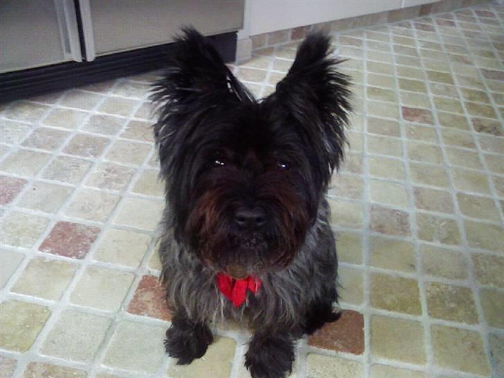 Cairn terrier Buster RIP <3 13.04.10 -  - Nu det jul igen....  billede 5