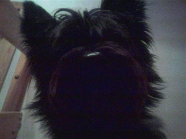 Cairn terrier Buster RIP <3 13.04.10 -  - Tja...  billede 6