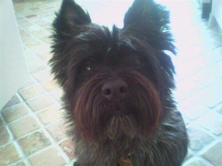 Cairn terrier Buster RIP <3 13.04.10 -  - Øhh what? billede 7