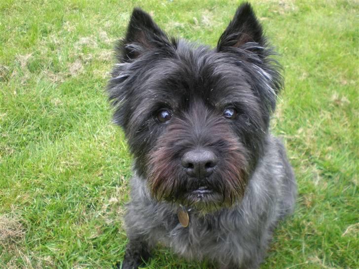 Cairn terrier Buster RIP <3 13.04.10 -  - Hjemme i haven. billede 8