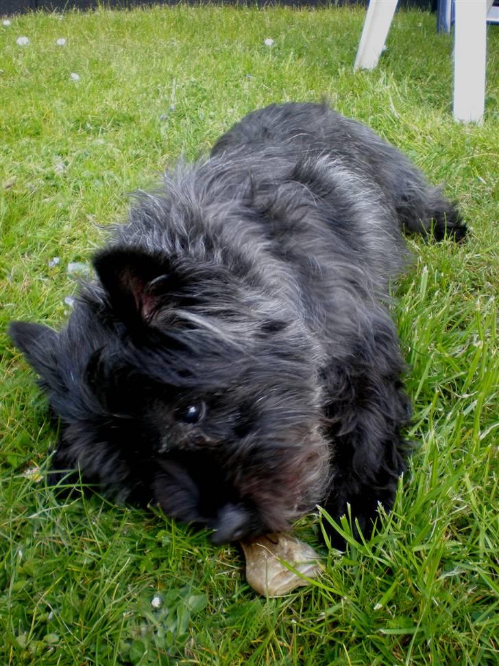 Cairn terrier Buster RIP <3 13.04.10 -  - Kødben... bliver hel salig! billede 9