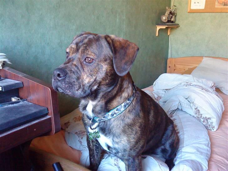 Blanding af racer cæsar billede 1