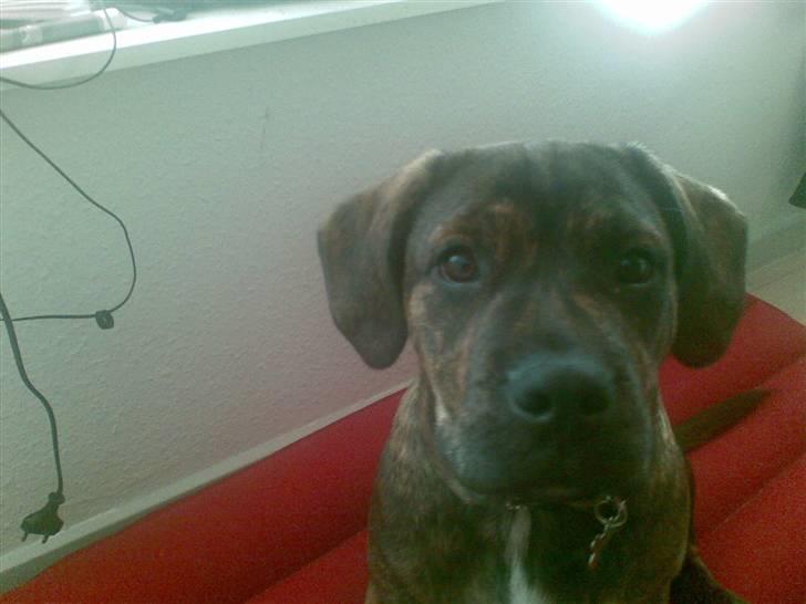 Blanding af racer cæsar billede 2