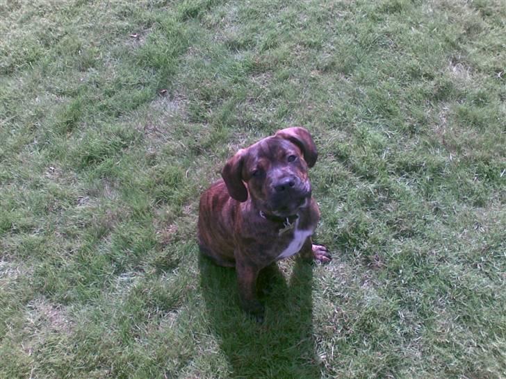 Blanding af racer cæsar billede 3