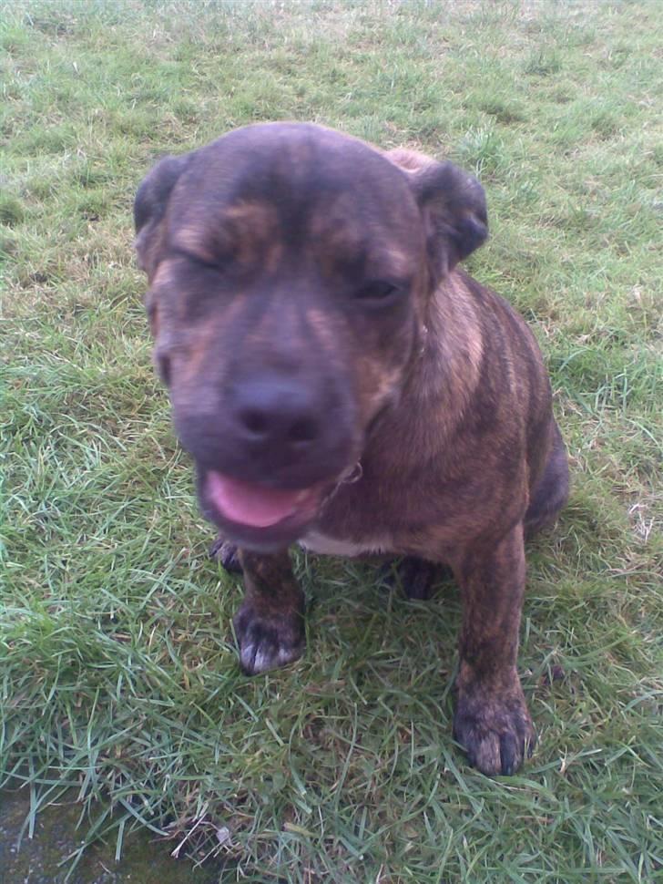 Blanding af racer cæsar billede 4