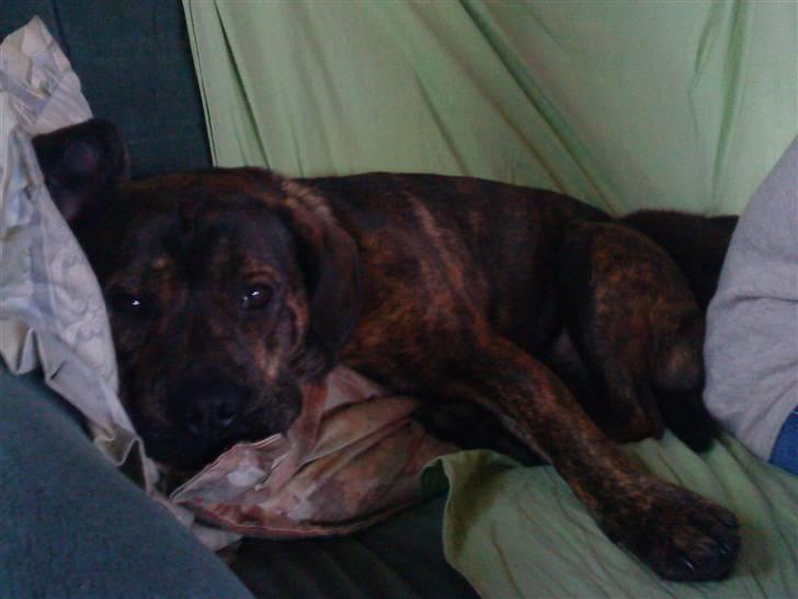 Blanding af racer cæsar billede 5