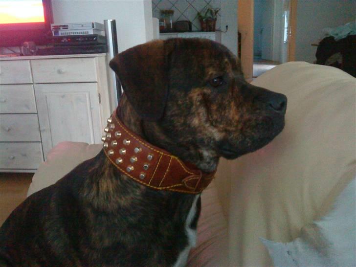 Blanding af racer cæsar billede 6