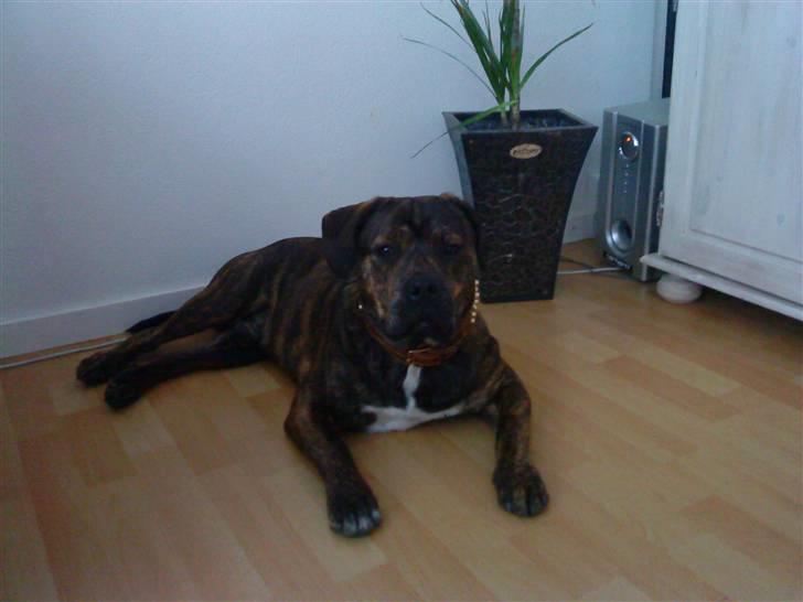 Blanding af racer cæsar billede 7