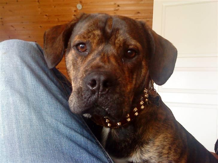 Blanding af racer cæsar billede 8