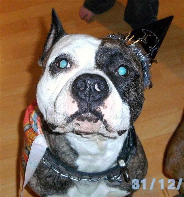 Amerikansk staffordshire terrier Mean  R.I.P billede 11