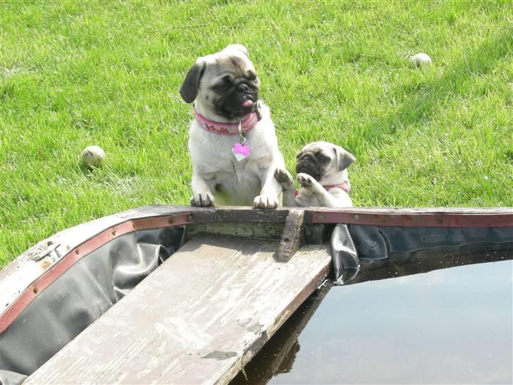 Mops KARLA billede 11