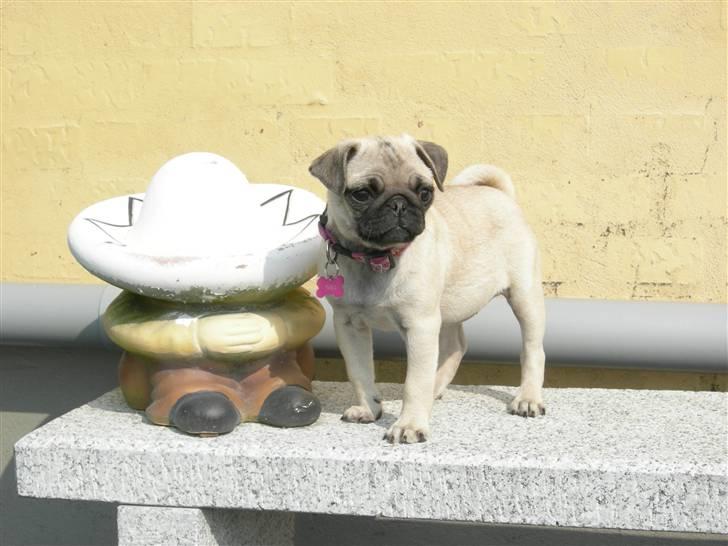 Mops KARLA billede 12