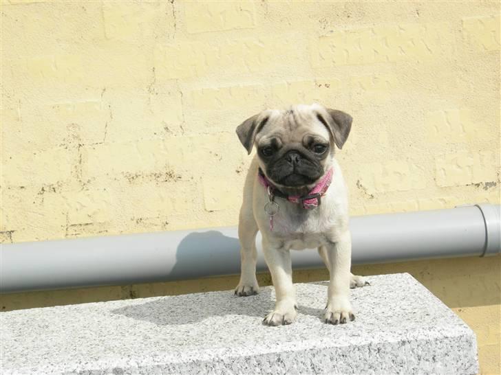 Mops KARLA billede 13