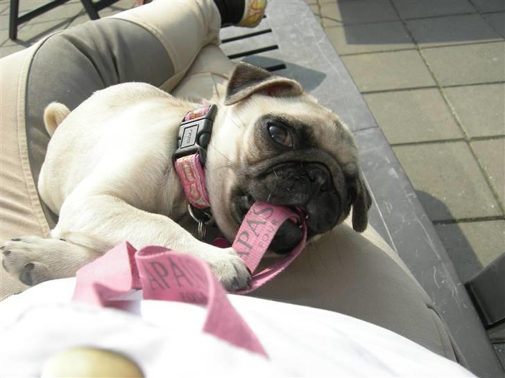 Mops KARLA billede 14