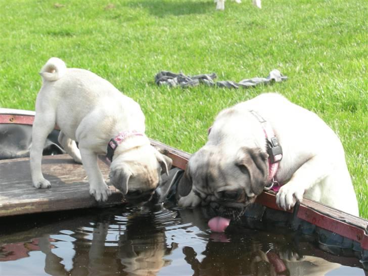 Mops Emma billede 18