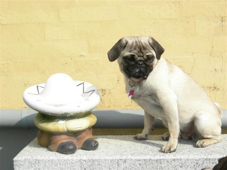 Mops Emma billede 19