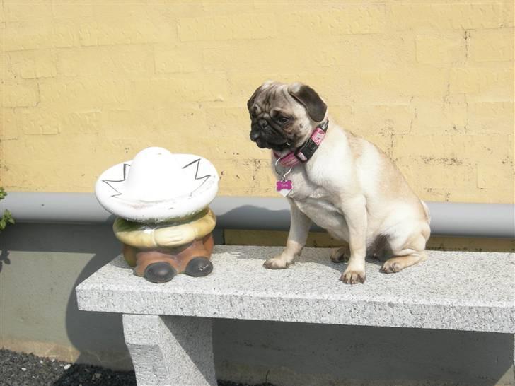 Mops Emma billede 20