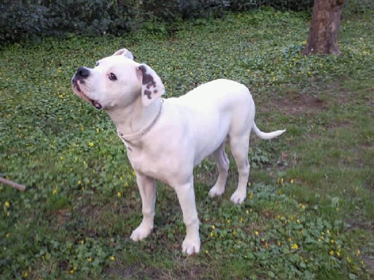 Amerikansk bulldog Kenzo - 24 uger billede 11