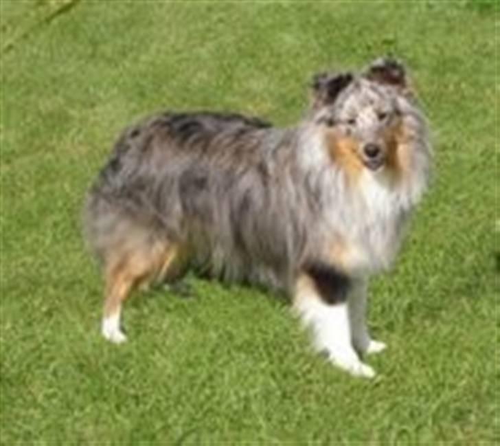 Shetland sheepdog Silver  - Silver til en udstilling ;) billede 1