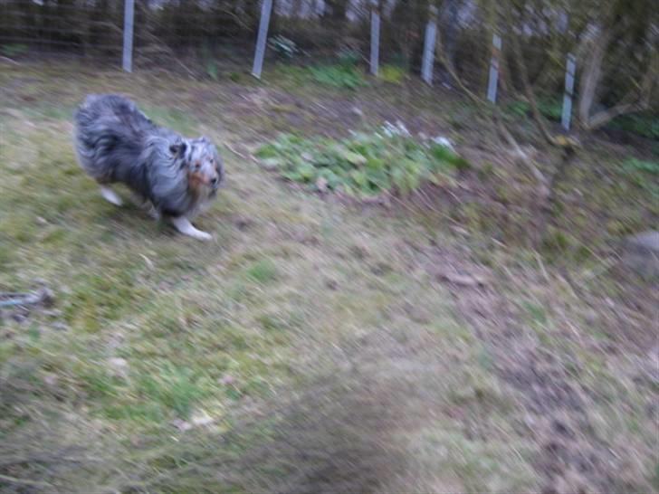 Shetland sheepdog Silver  - Fuld fart hen til mig :) billede 2