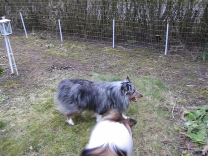 Shetland sheepdog Silver  - Lidt hygge med Sparky billede 3