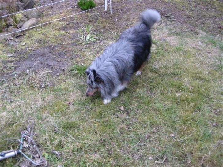 Shetland sheepdog Silver  - Silver laver et eller andet ? ;) billede 4