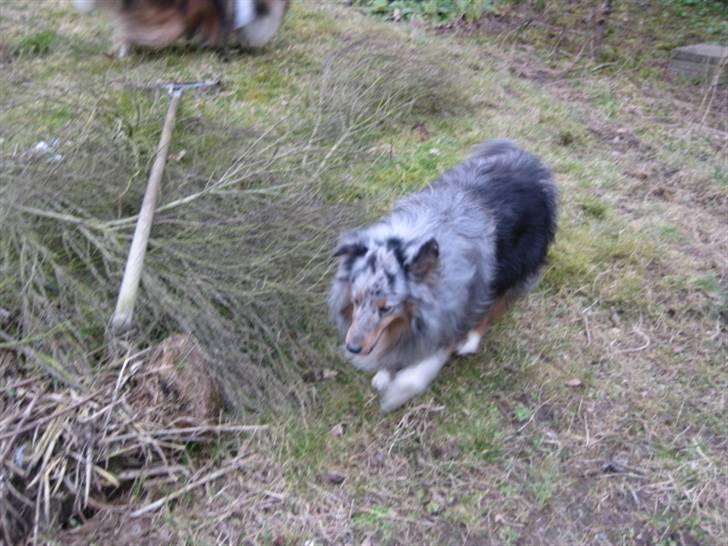 Shetland sheepdog Silver  - Silver der tøffer rundt i haven .. billede 6