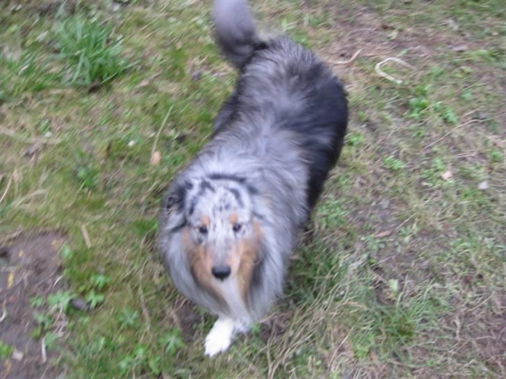 Shetland sheepdog Silver  - Silver der er på vej til at hoppe op ad mig :) billede 7