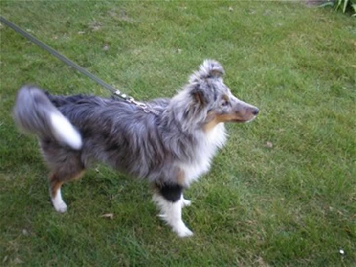 Shetland sheepdog Silver  - Silver som rimelig ung, og ikke den kønneste alder :) billede 9