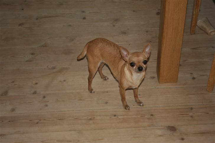 Chihuahua Chili (mors dejlige tøs) billede 14