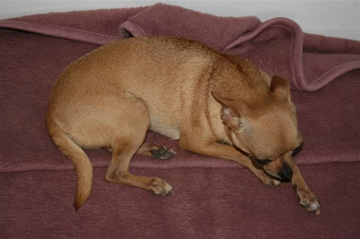 Chihuahua Chili (mors dejlige tøs) billede 15