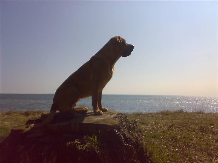 Mastiff Reja - model model, (= billede 19