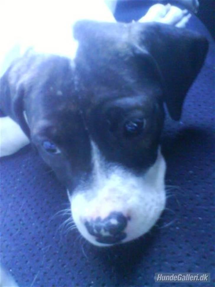 Amerikansk bulldog Cischa (Afrodite) R.I.P Savnet - prinsessen, da hun skulle med hjem første gang <3 billede 15