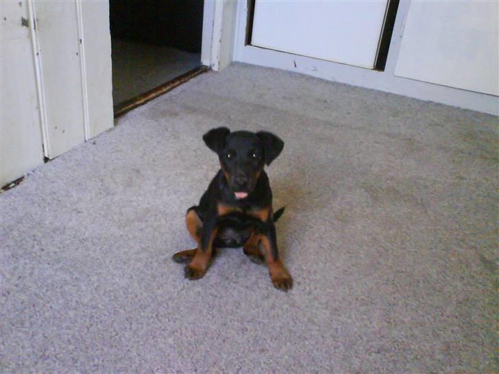 Tysk jagtterrier Gucci - elsker at køre bil  billede 9