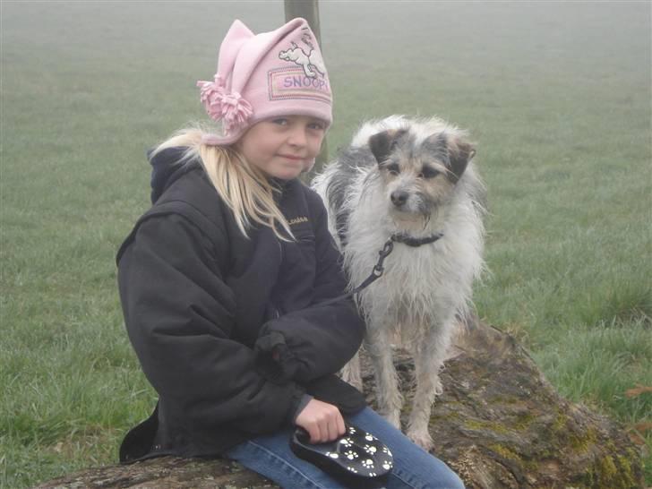 Blanding af racer - Loui.=)drømme hund=) - louie var lige med ude til military træning med hestene (: billede 1