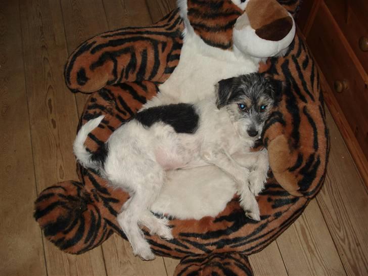 Blanding af racer - Loui.=)drømme hund=) - louie få måneder gammel., leg med mig sille hallå billede 2