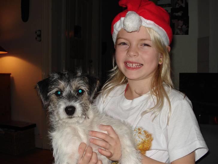 Blanding af racer - Loui.=)drømme hund=) - mig og loui juleaften er vi ik søde =)=)=) billede 3